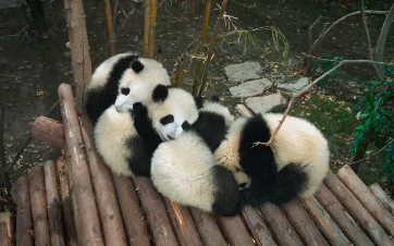 超萌imax熊猫纪录片但了解国宝死亡的隐情后我吸不动了