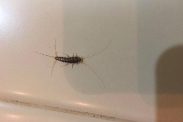 墙壁上的"小泥块"竟是这种虫?难怪家里衣服会有洞,是它们吃的