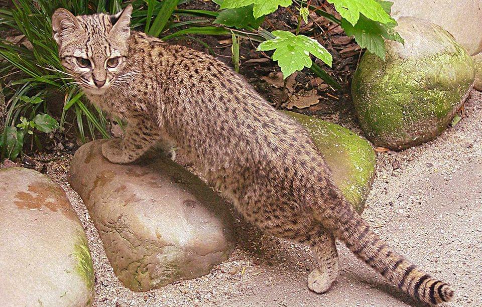 全球8大最危险猫品种可远观而不可亵玩