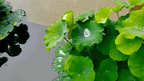 新和成干了这杯夏日冰饮