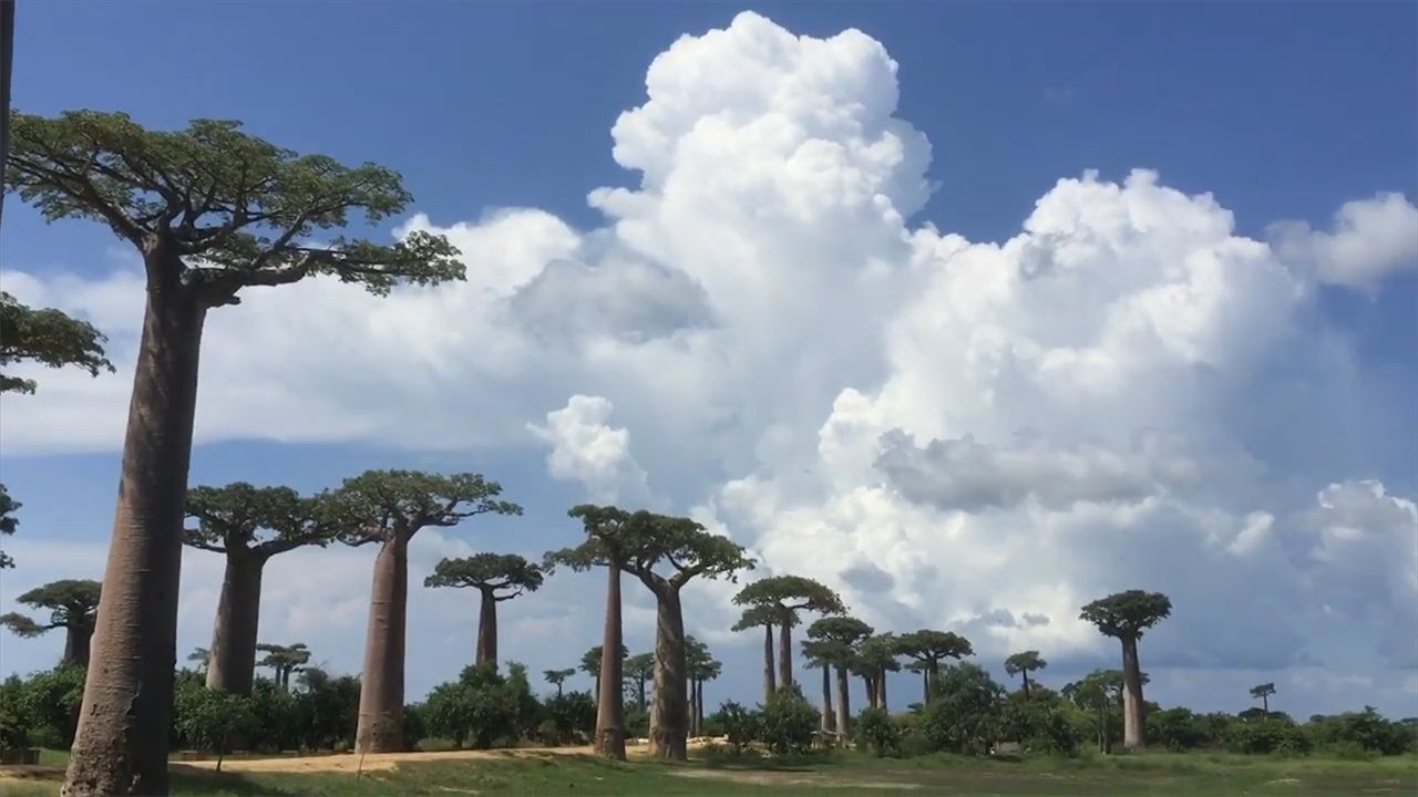 瓶子树:一棵树可储存20吨水,在树上挖个洞就成了水塔