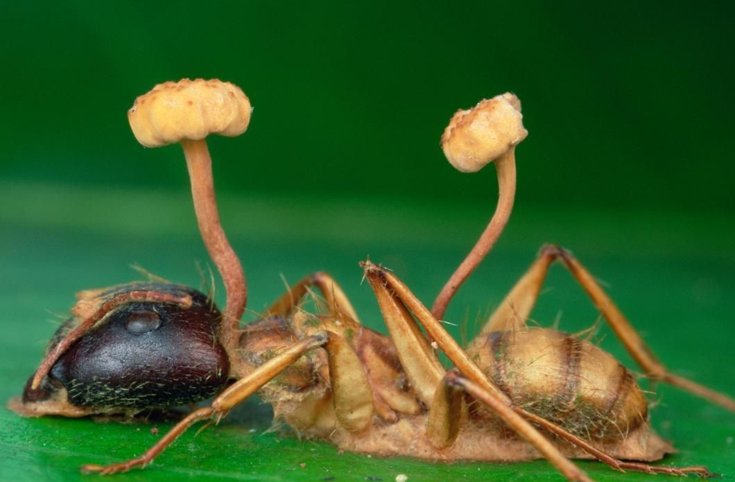 蚂蚁也会变僵尸科学家发现僵尸蚂蚁被真菌控制至今无法解释
