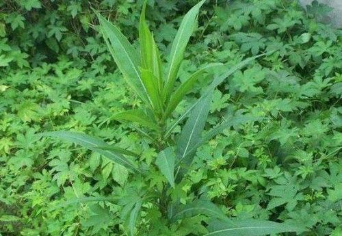 野莴苣菜的功效与作用图片