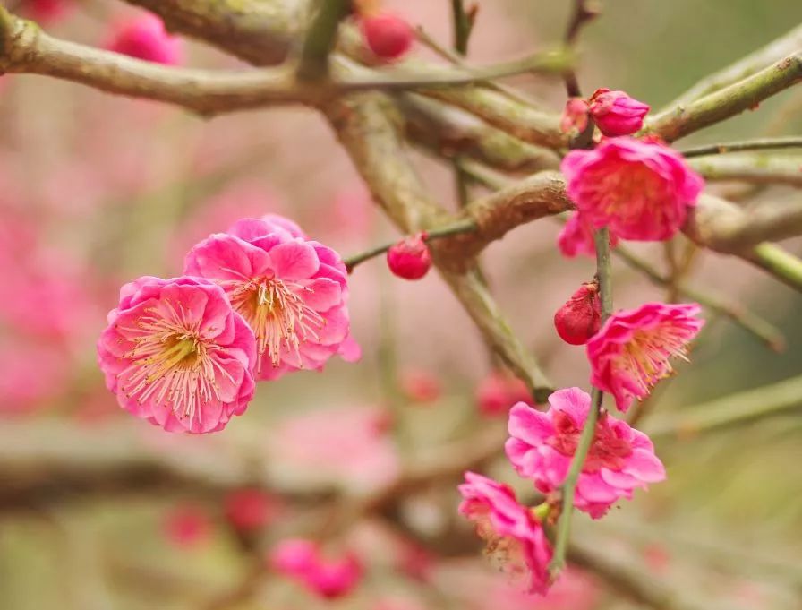 照水朱砂梅开花图图片